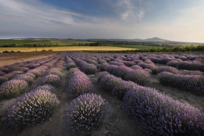 Levandulová farma z jižní Moravy