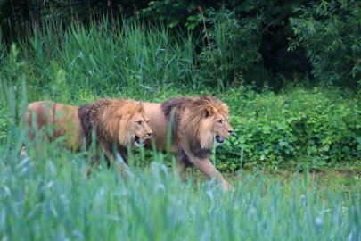 Safari Park Dvůr Králové