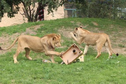 Zoo Plzeň