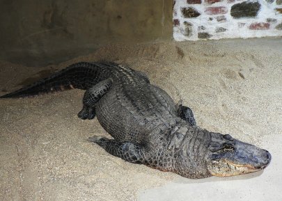 Krokodýlí ZOO Protivín