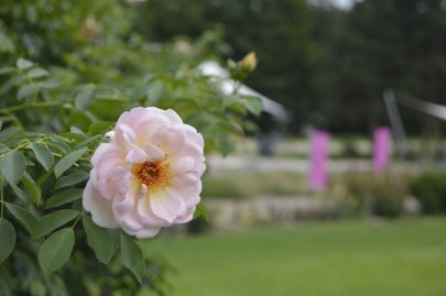 Botanická zahrada Olomouc - Rozárium 